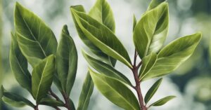 Laurowiśnia na żywopłot opinie – idealna roślina na żywopłot, nawet zimą!