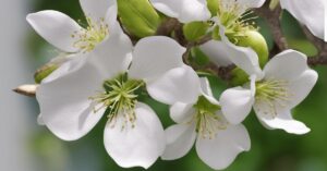 Po ilu latach kwitnie katalpa: uprawa surmii w ogrodzie, cięcie i pielęgnacja